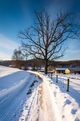 Tree along a snow-covered road in Seven Valleys, Pennsylvania.
