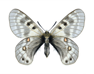 Butterfly Parnassius staudingeri hissaricus (male)