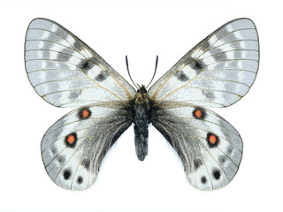Butterfly Parnassius staudingeri infernalis (male)