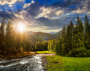Mountain river in pine forest at sunset © Pellinni