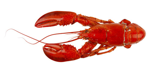 Cooked lobster on white