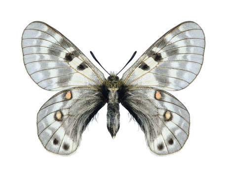 Butterfly Parnassius staudingeri hissaricus (male)
