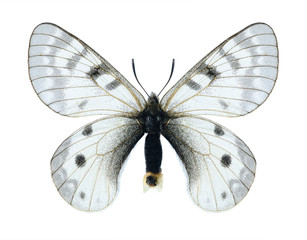 Fototapeta na wymiar Butterfly Parnassius staudingeri darvasicus (female)