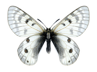 Butterfly Parnassius staudingeri darvasicus (male)