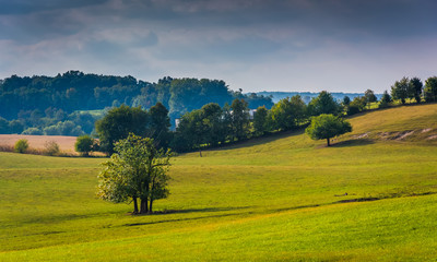 Trees in a field in rural York County, Pennsylvania.