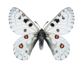 Fototapeta na wymiar Butterfly Parnassius actius dubitabilisi (male)