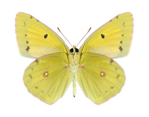 Butterfly Colias aurorina (male) (underside)