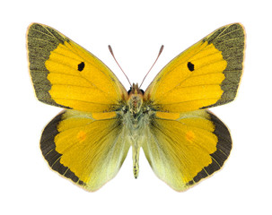 Butterfly Colias aurorina (male)