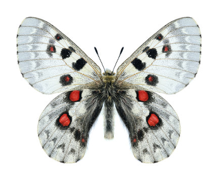 Butterfly Parnassius tianschanicus olimpus (male)
