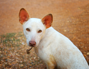 thai dog