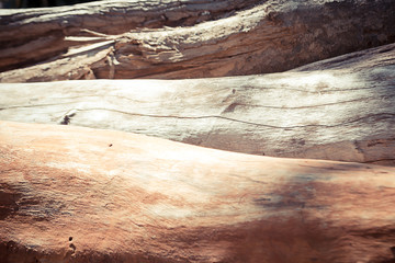 texture of bark tree for background