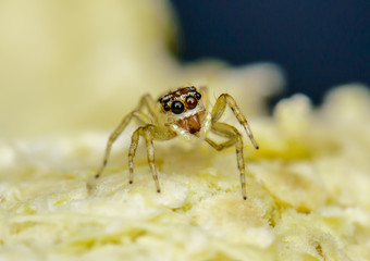 Jumping Spider