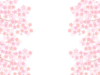 桜　花　背景