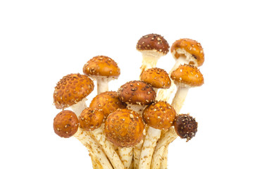 Zugitake mushroom