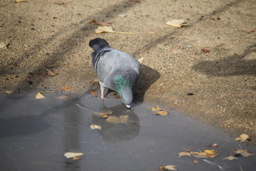 水を呑む鳩