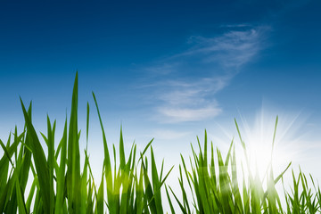 green grass with blue sky