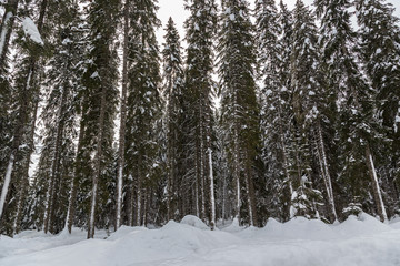 Snowy winter forest