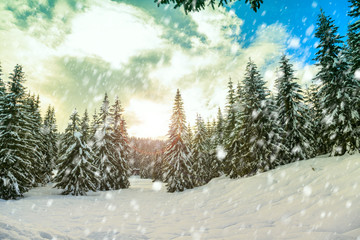 Snowy winter forest