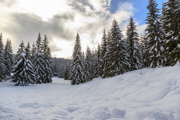 Fototapety  Śnieżny zimowy las