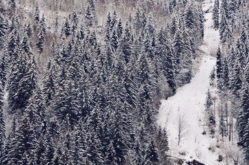 Fototapeta premium Chamonix - Mont - Blanc. Path up the Mountain with winter forest