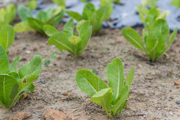 cos lettuce vegetable growing in the farm