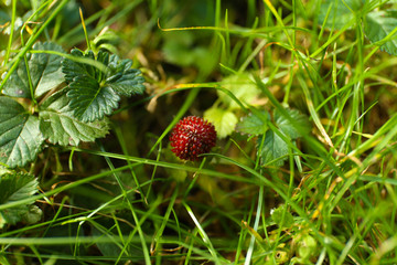 Little strawberry in forest