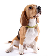 Fototapety  Pies rasy Beagle na białym tle