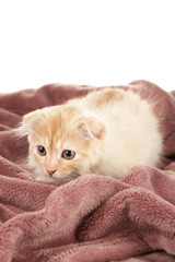 Cute little Scottish fold kitten on plaid, on white background