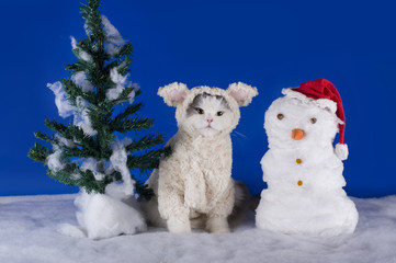 cat dressed as a sheep - a symbol of 2015
