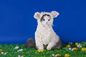 cat dressed as a sheep - a symbol of 2015