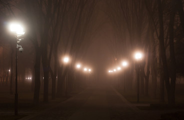 walk in the misty park