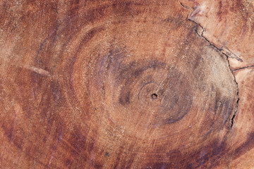 decay wood, annual ring