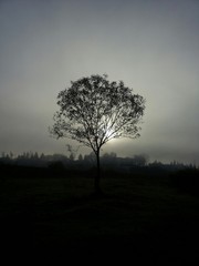 Isolated tree in the sunset time