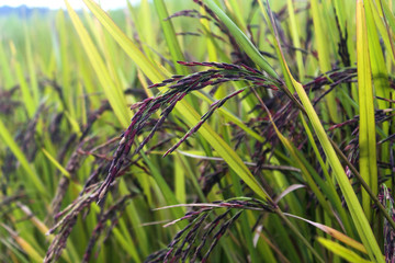 Rice (black beans)
