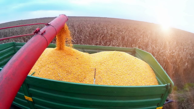 Corn Harvester
