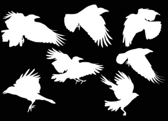 set of seven white crow silhouettes isolated on black
