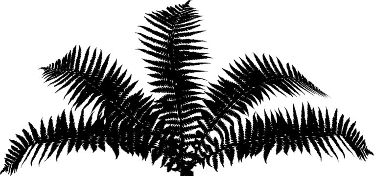 Fern Bush Black Silhouette Isolated On White