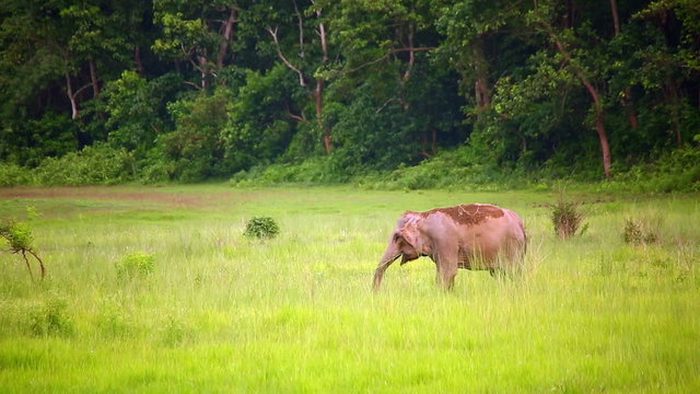 elephants in chitwan national park, nepal