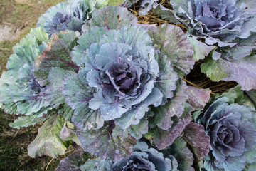 close-up of fresh cabbage in the vegetable garden