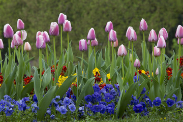 tulipe fleur floral flore fraîcheur hollande