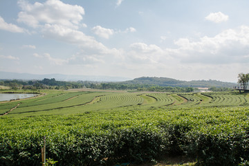 Fototapeta na wymiar Green tea field, Chiangrai in Thailand