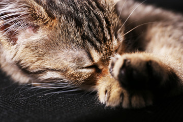 Sleeping kitten closeup