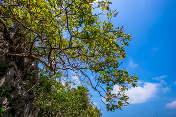 tree on a top mountain