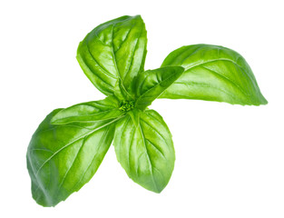 Basil leaves