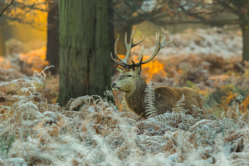 Red Deer 
