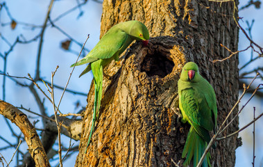 Green parrot (Ringnecked Parakeet) 