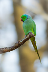 Green parrot (Ringnecked Parakeet) 