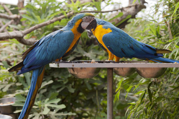Blue and yellow Macaw pair perching on feeder