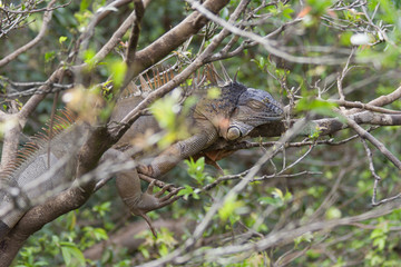 Green Iguana in tropical rainforest of Costa Rica
