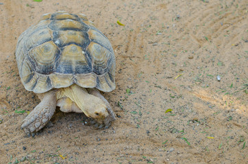 terrestrial tortoise